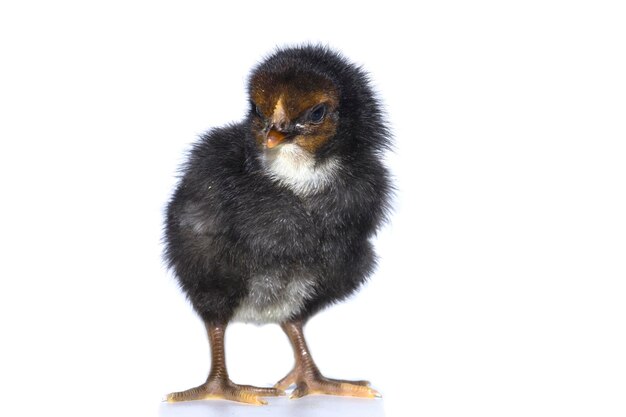 Tiny Black Chick